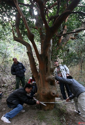 研究人员对"千年"油茶树进行全面测量.